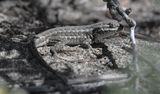 Sagebrush Lizard