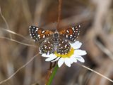 Mormon Metalmark: Apodemia mormo