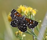 Mormon Metalmark: Apodemia mormo