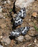 Moth