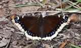 Mourning Cloak: Nymphalis antiopa