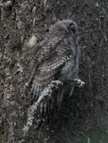 Great Gray Owl