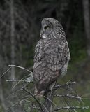 Great Gray Owl