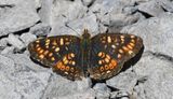 Field Crescent: Phyciodes pulchella