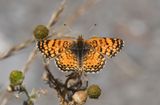 Mylitta Crescent: Phyciodes mylitta