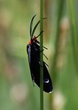 Red-shouldered Ctenucha