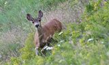 Mule Deer