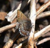 Mosss Elfin: Callophrys mossii