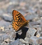 Great Basin Fritillary: Speyeria egleis