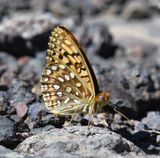 Great Basin Fritillary: Speyeria egleis