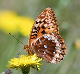 Great Spangled Fritillary: Speyeria cybele