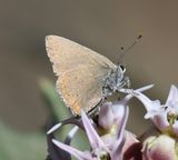 Coral Hairstreak: Satyrium titus