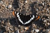 Lorquins Admiral: Limenitis lorquini