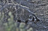 Badger
