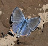 Acmon Blue: Icaricia acmon