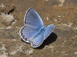 Acmon Blue: Icaricia acmon