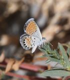 Western Pygmy Blue: Brephidium exilis