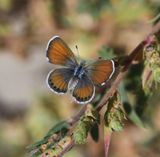 Western Pygmy Blue: Brephidium exilis