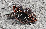 Anicia Checkerspot: Euphydryas anicia