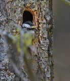 Mountain Chickadee