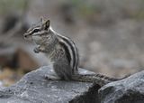 Least Chipmunk