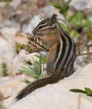Red-tailed Chipmunk