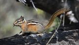 Yellow Pine Chipmunk