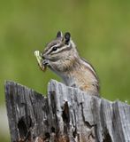 Yellow Pine Chipmunk