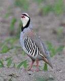 Chukar