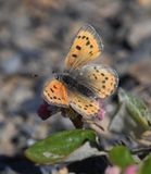 Lustrous Copper: Lycaena cupreus