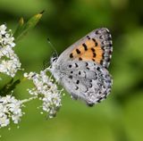 Mariposa Copper: Lycaena mariposa