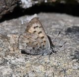 Mariposa Copper: Lycaena mariposa