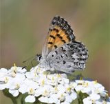 Mariposa Copper: Lycaena mariposa