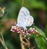 Eastern Tailed Blue: Cupido comyntas