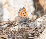 Lustrous Copper: Lycaena cupreus