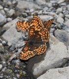 Hoffmanns Checkerspot: Chlosyne hoffmanni