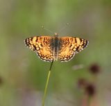 Mylitta Crescent: Phyciodes mylitta