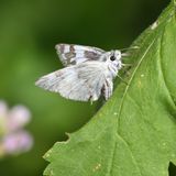 Northern White Skipper: Heliopetes ericetorum