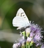 Ruddy Copper: Lycaena rubidus