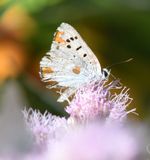 Ruddy Copper: Lycaena rubidus