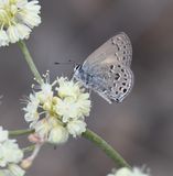 Behrs Hairstreak: Satyrium behrii