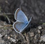 Boisduvals Blue: Icaricia icarioides