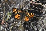 Field Crescent: Phyciodes pulchella