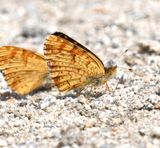 Field Crescent: Phyciodes pulchella