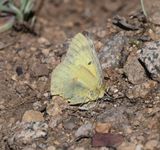 Orange Sulphur: Colias eurytheme