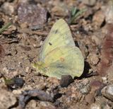 Orange Sulphur: Colias eurytheme