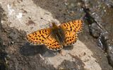Arctic Fritillary: Boloria chariclea