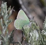 Sheridans Green Elfin: Callophrys sheridanii