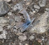 Puget Boisduvals Blue: Icaricia icarioides blackmorei