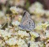 Behrs Hairstreak: Satyrium behrii